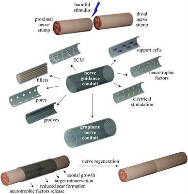 Graphene-based nanomaterials for peripheral nerve regeneration